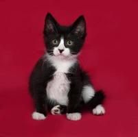 svartvit kattunge som sitter på rött foto