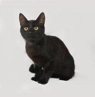svart kattunge som sitter på grått foto