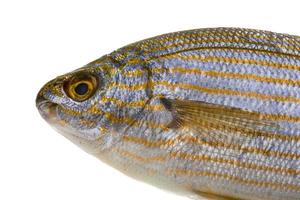 salema porgy - sarpa fisk foto