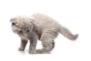 brittisk lop-eared kattunge foto