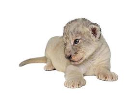 baby lejon isolerade foto