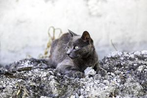 grå katt på gatan foto