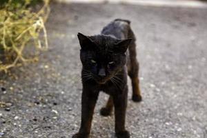 övergiven katt på gatan foto