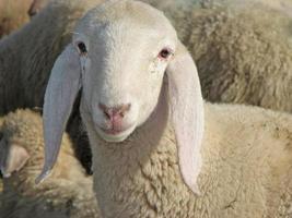 porträtt av ett lamm mitt i flocken