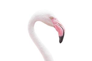 porträtt av en flamingo foto