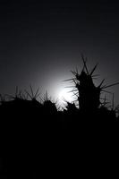 bakgrundsbelysning silouhetted kaktus foto