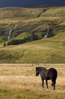 isländsk häst foto
