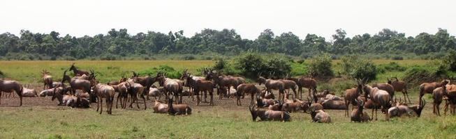 masai mara - topis - antiloper