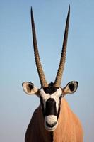 gemsbok antilope foto