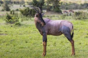 topi antilope i den nationella reserven i Afrika, Kenya