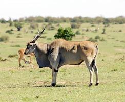 vanlig eland (tragelaphus eller taurotragus oryx)
