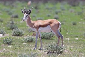 springbok antilope (antidorcas marsupialis)