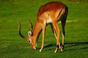 mogen manlig impala på en gräsmatta