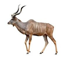 större kudu