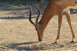 antilope foto