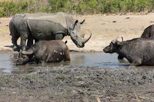 noshörning och buffel foto