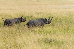 två noshörningar foto