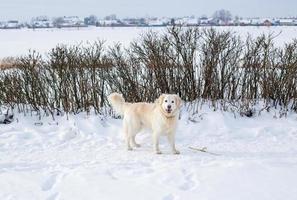 stor vit labrador golden retriever hund i vinterlandskap körs i snön. foto