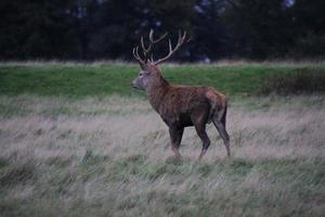 en närbild av en kronhjort på landsbygden foto