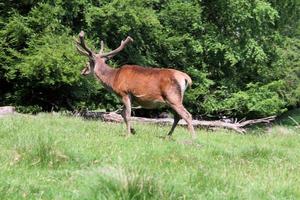 utsikt över en kronhjort på landsbygden foto