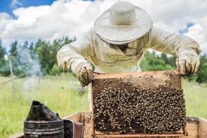 biodlare arbetar med bin och bikupor på bigården.