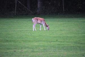 en närbild av en dovhjort på landsbygden foto