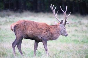 en närbild av en kronhjort på landsbygden foto