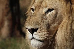 närbild av veteranlejon med ärr i en nationalpark i Sydafrika foto