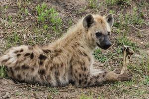 hyena foto