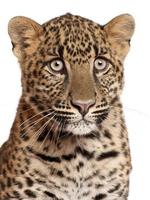 närbild av leopard, panthera pardus, 6 månader gammal foto