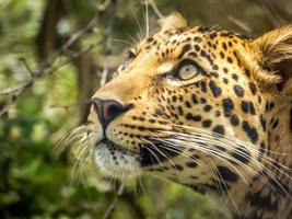 grönögd leopard foto