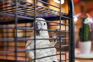 söt vit cacatua kakadua papegoja i bur i café interiör bakgrund, rolig tamfågel foto