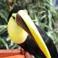 tukan, fågel i Costa Rica, ramphastos swainsonii
