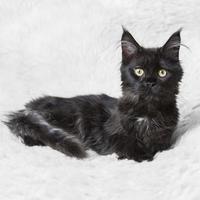 liten svart kattunge maine coon poserar på vit bakgrund
