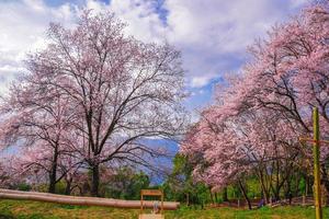 vilda himalaya körsbär eller prenus cerasoides, kalla nang phaya suar klong träd den rosa blomman blommar full blom på hela trädet ser ut som en sakura., Thailand. foto