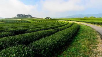 den gröna teplantagen i Singha Park i Chiang Rai-provinsen i Thailand. foto