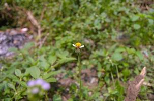 små blommor som växer naturligt i det vilda foto