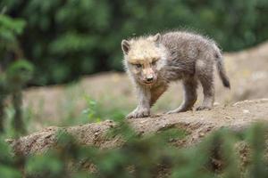 arktisk varg i djurparken foto