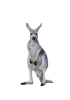 grå känguru