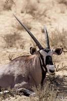 gemsbok, oryx-gasella foto