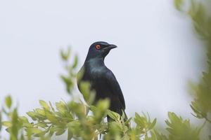 svartbockad glansig starling