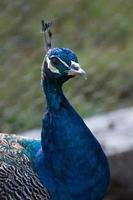 vackert blått påfågelhuvud (pavo cristatus)