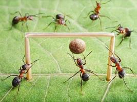 mål, myror spelar fotboll foto