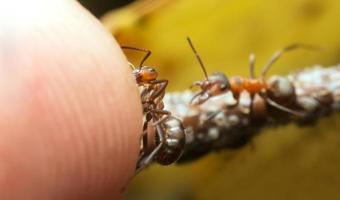 trämyror, formika som skyddar bladlöss och attackerar mänskligt finger