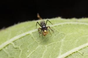 myra efterliknar spindel på grönt blad foto
