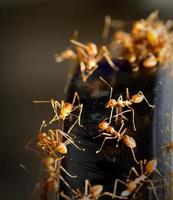 röda myror foto