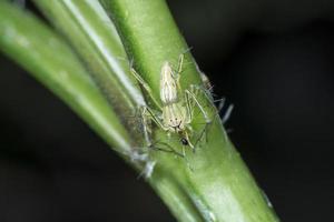 myra är ett offer för en spindel foto