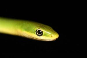 isolerad grön orm