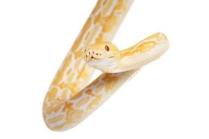 lavendertiger albino python