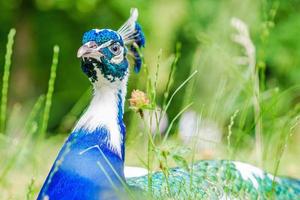 blå påfågel som lägger på grönt gräs i en park foto